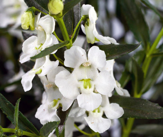 Angelonia annual in crisp white variety known as 'Big Snow', featuring pure white blooms, thrives in full sun or part sun, height range: 10-16 inches, spread: 10-12 inches.