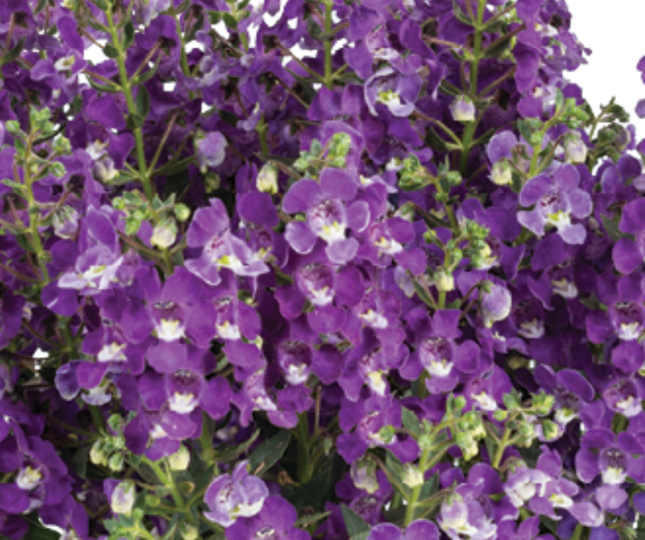 Angelonia