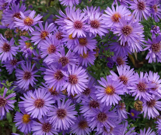 Aster