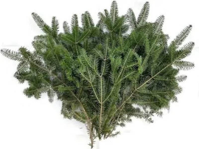 Evergreen Bundles 40#