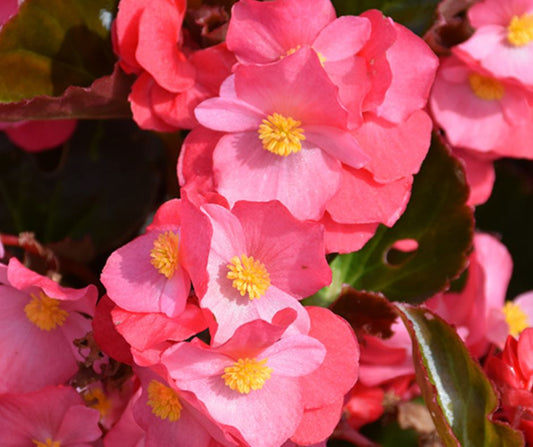 Begonia Big Series