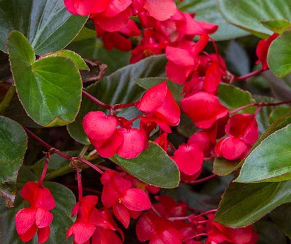 Begonia Dragon Wing - Hanging Basket