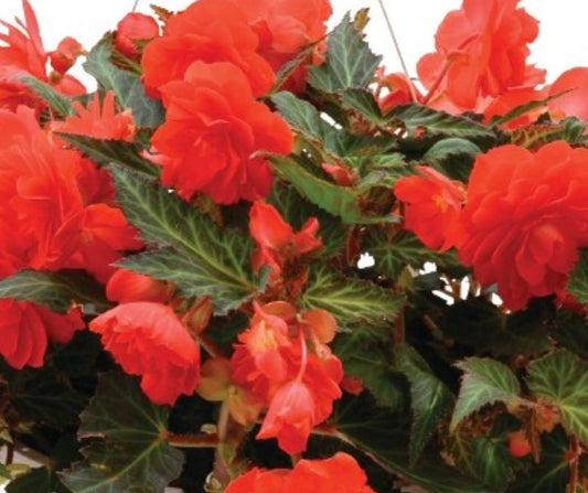 Begonia I'conia Stand Alone - Hanging Basket