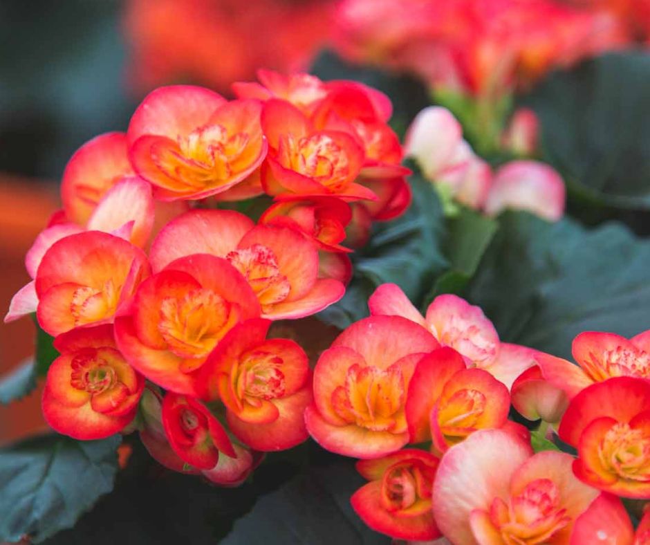Begonia Rieger - Hanging Basket