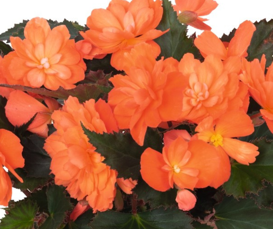 Begonia I'conia