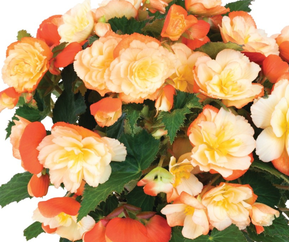 Begonia I'conia