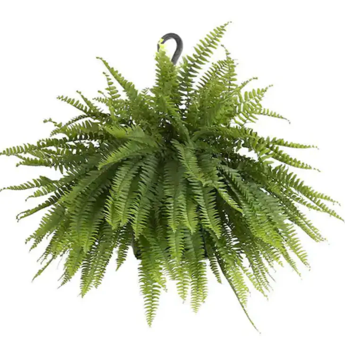 Boston Fern