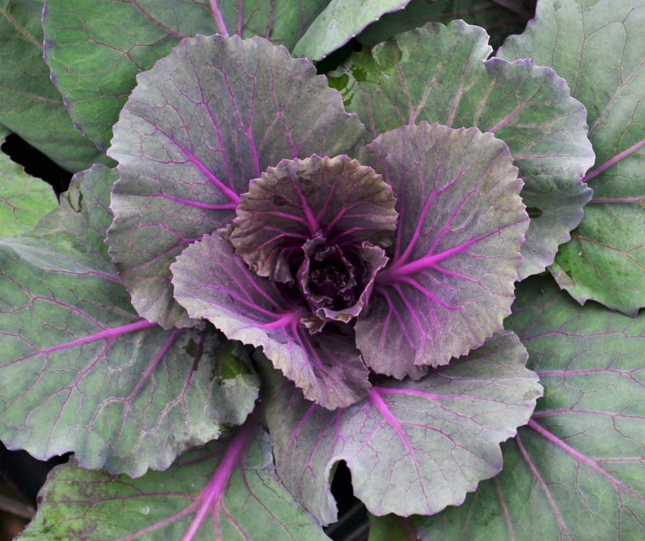 Cabbage