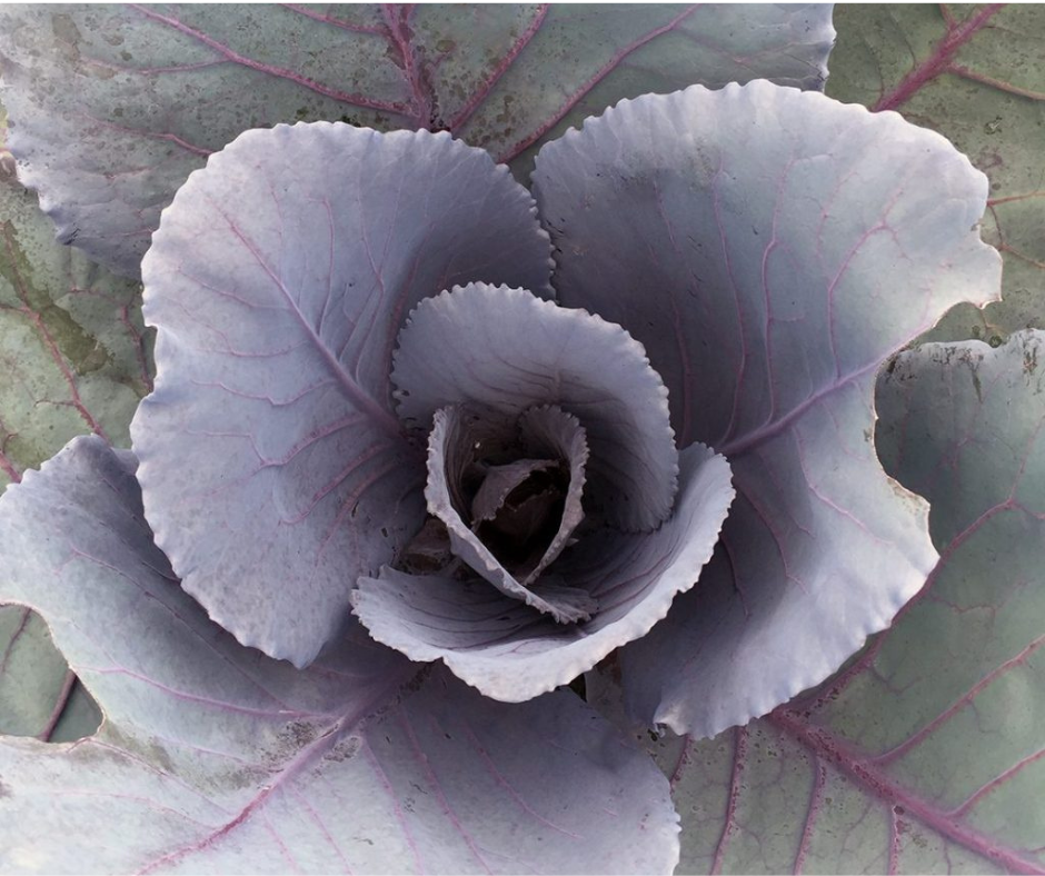 Cabbage