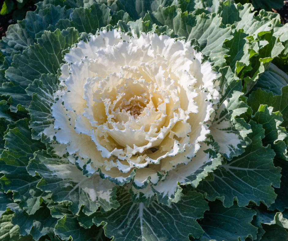 Cabbage