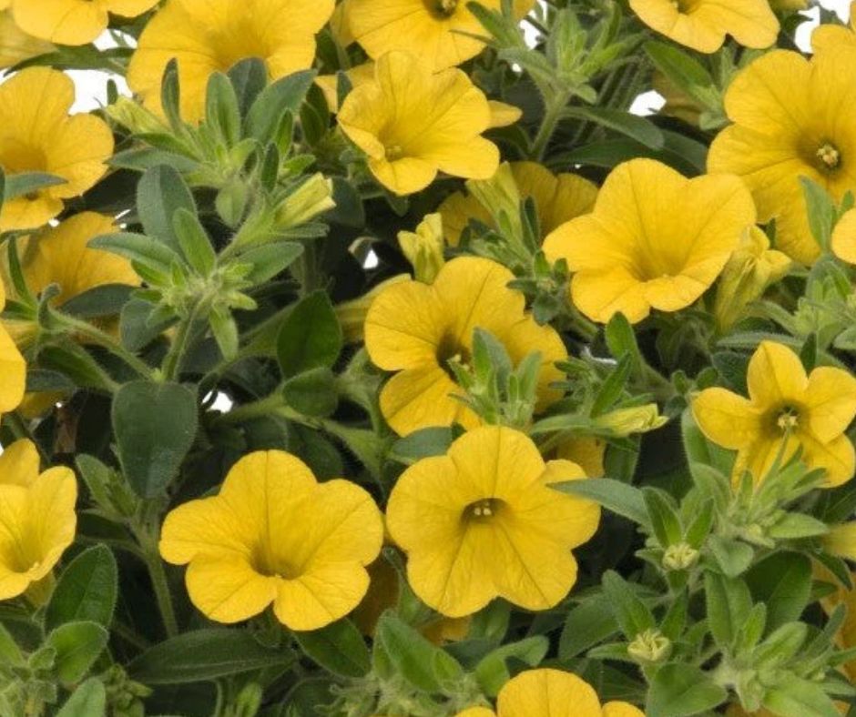 Calibrachoa Aloha Kona