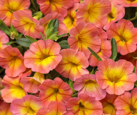 Calibrachoa Superbells - PW - Hanging Basket