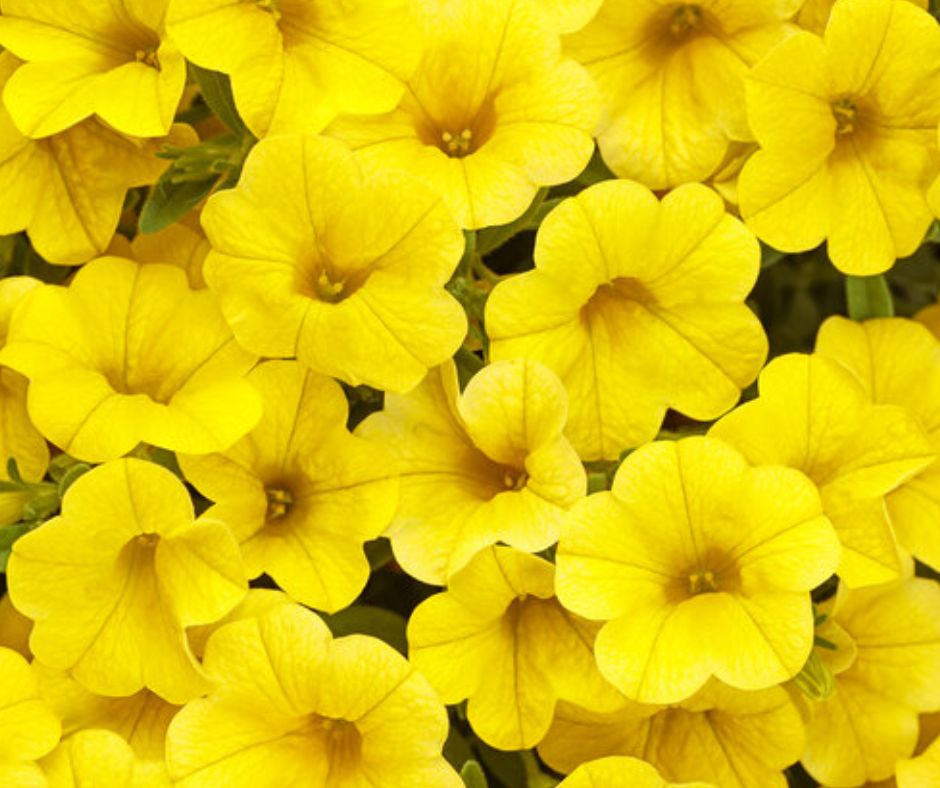Calibrachoa Superbells - PW