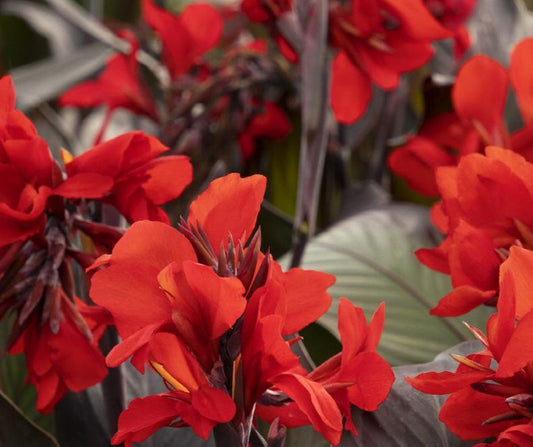 Canna Lily