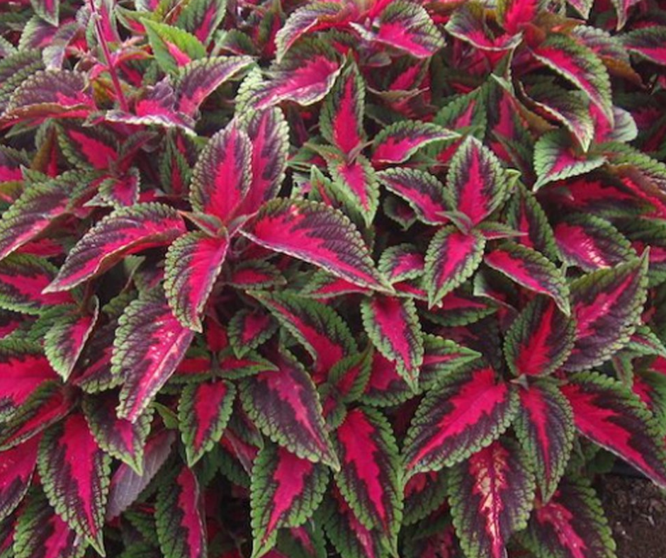 Coleus Vigorous