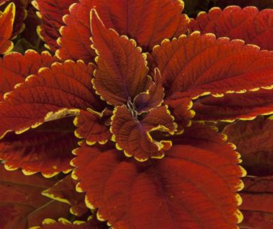 Coleus Compact
