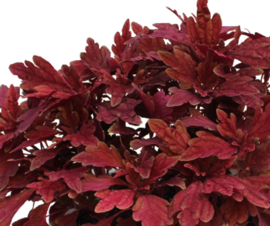 Coleus Compact