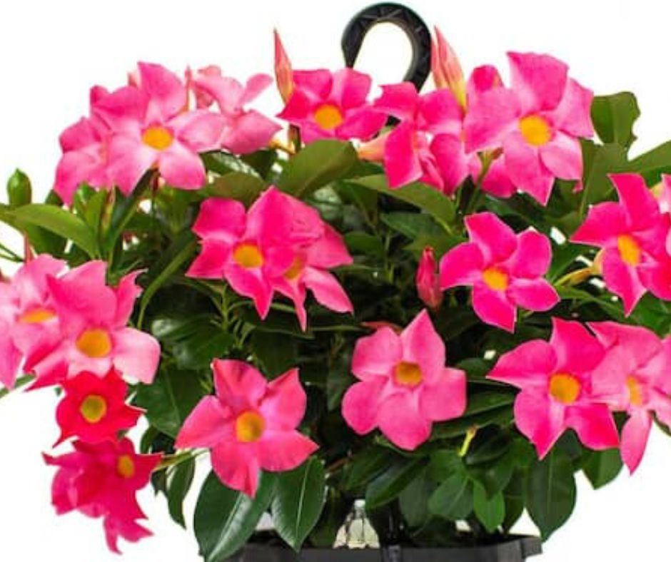 Dipladenia - Hanging Basket