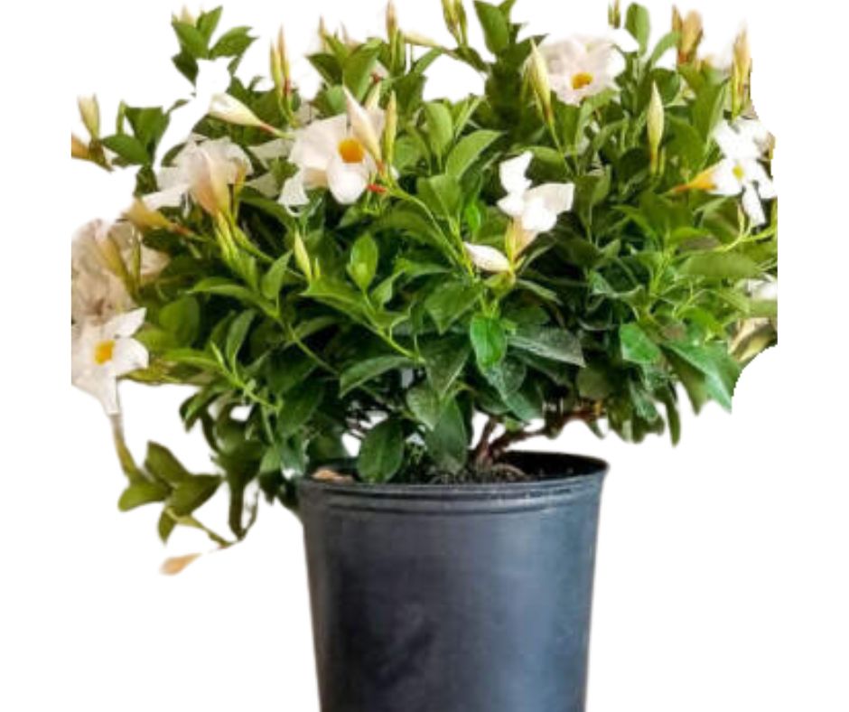 Dipladenia