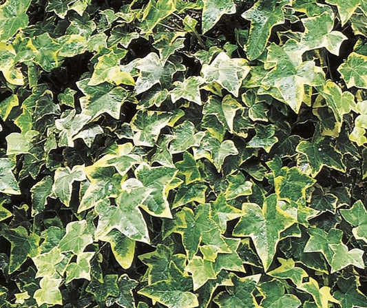 English Ivy