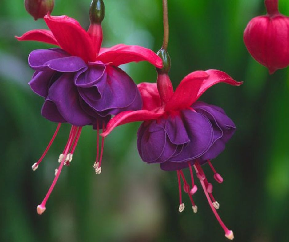 Fuchsia