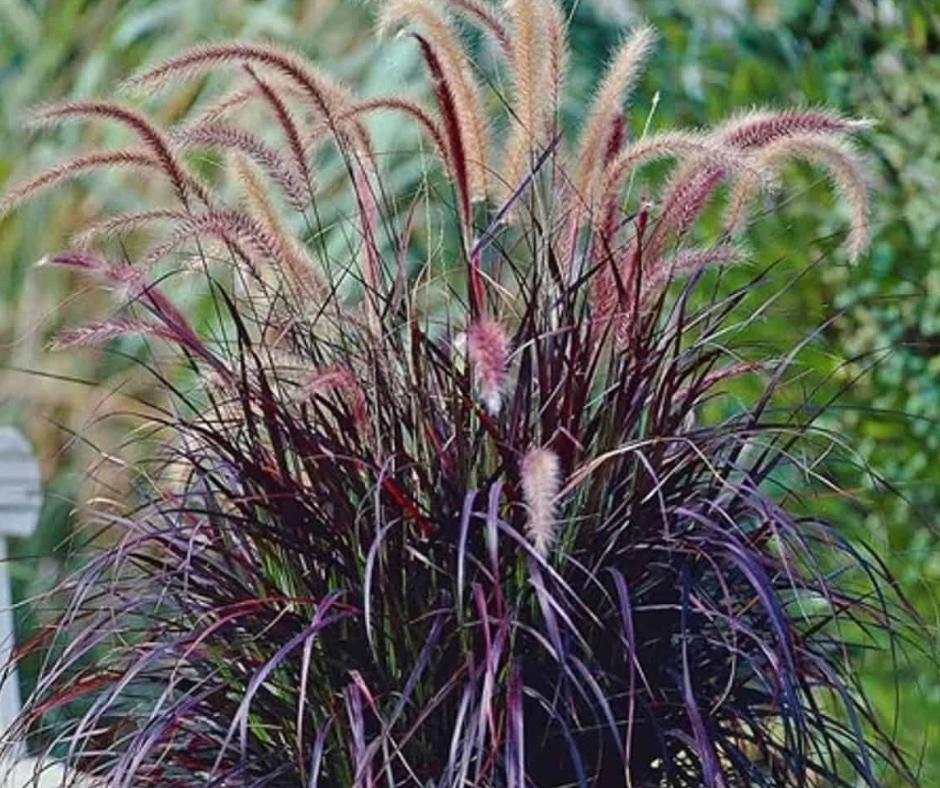 Grass - Purple Fountain