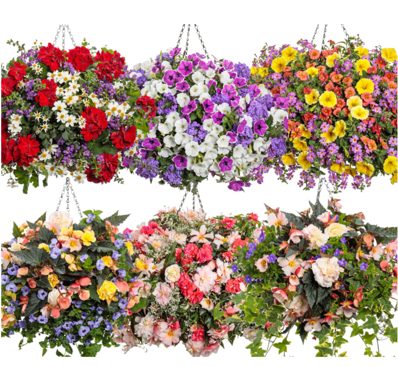 Combo - Hanging Basket