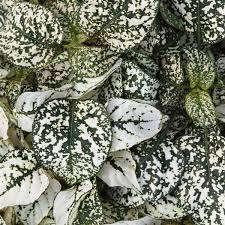 Hypoestes - PW