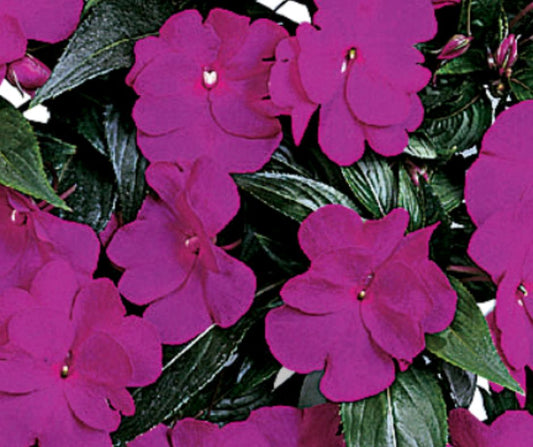 Impatiens - New Guinea Harmony