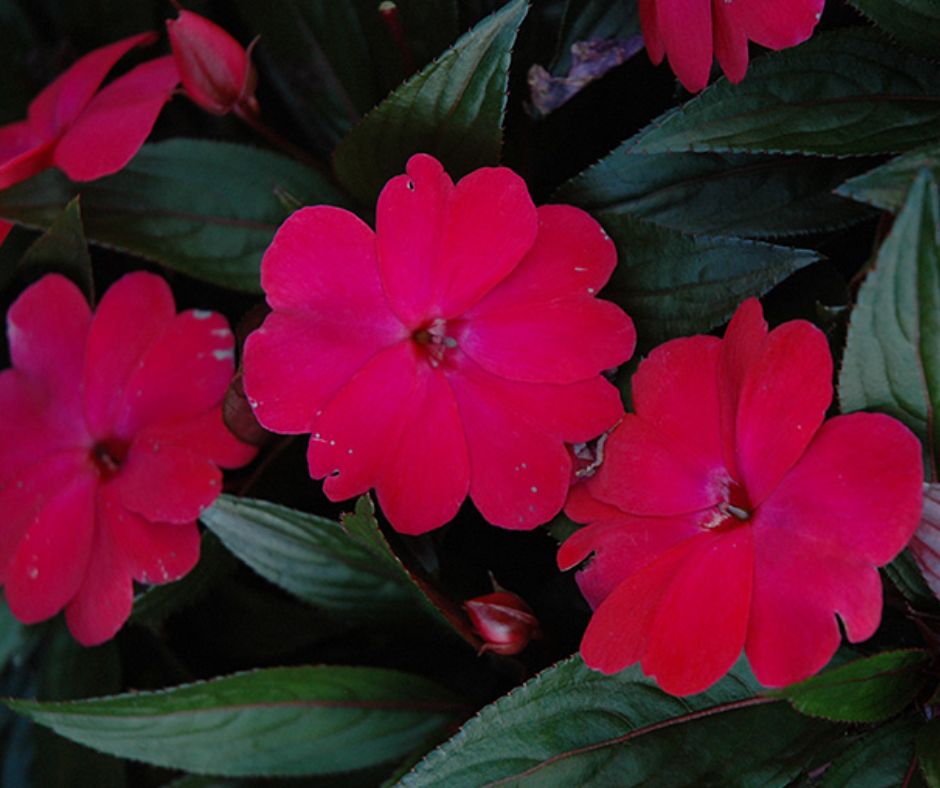 Impatiens - New Guinea Harmony
