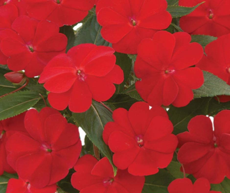 Impatiens - New Guinea Harmony