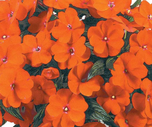 Impatien - New Guinea Magnum - Hanging Basket