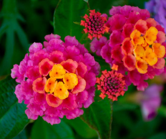 Lantana
