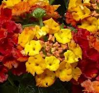 Lantana