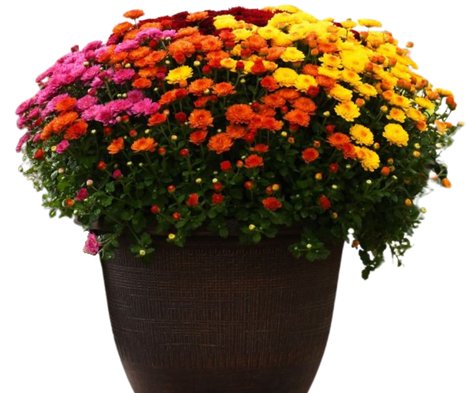 Mum 15" Squat Bushel