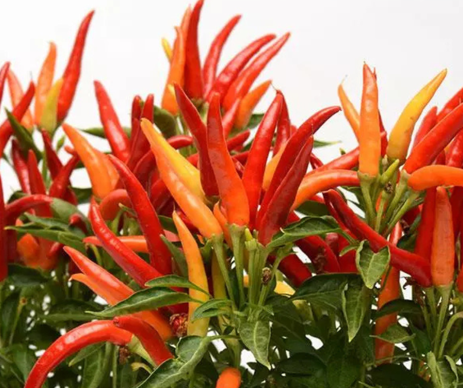 Ornamental Pepper