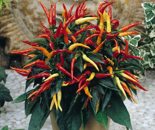 Ornamental Pepper