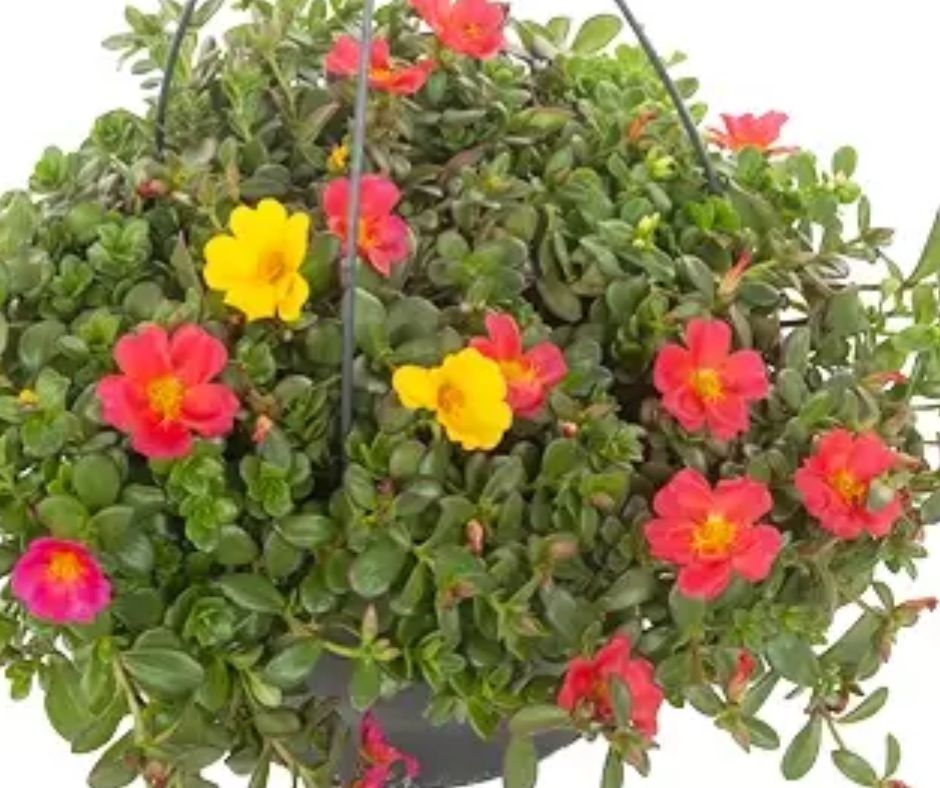 Purslane - Hanging Basket