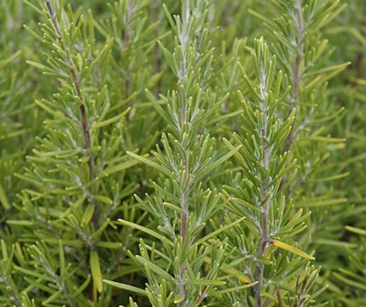 Rosemary