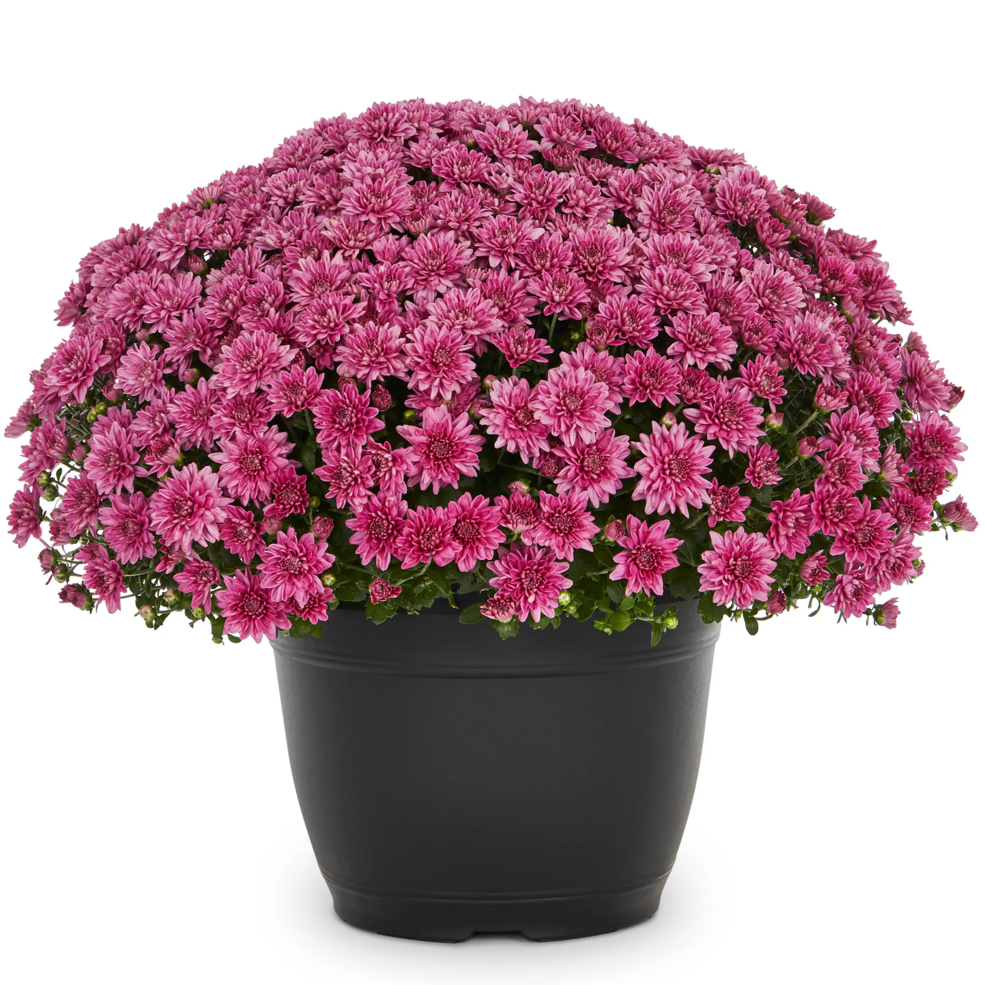 10" Potted Mum - 6 color options-Seasonal Decor-Simple and Grand-Pink-Simple and Grand