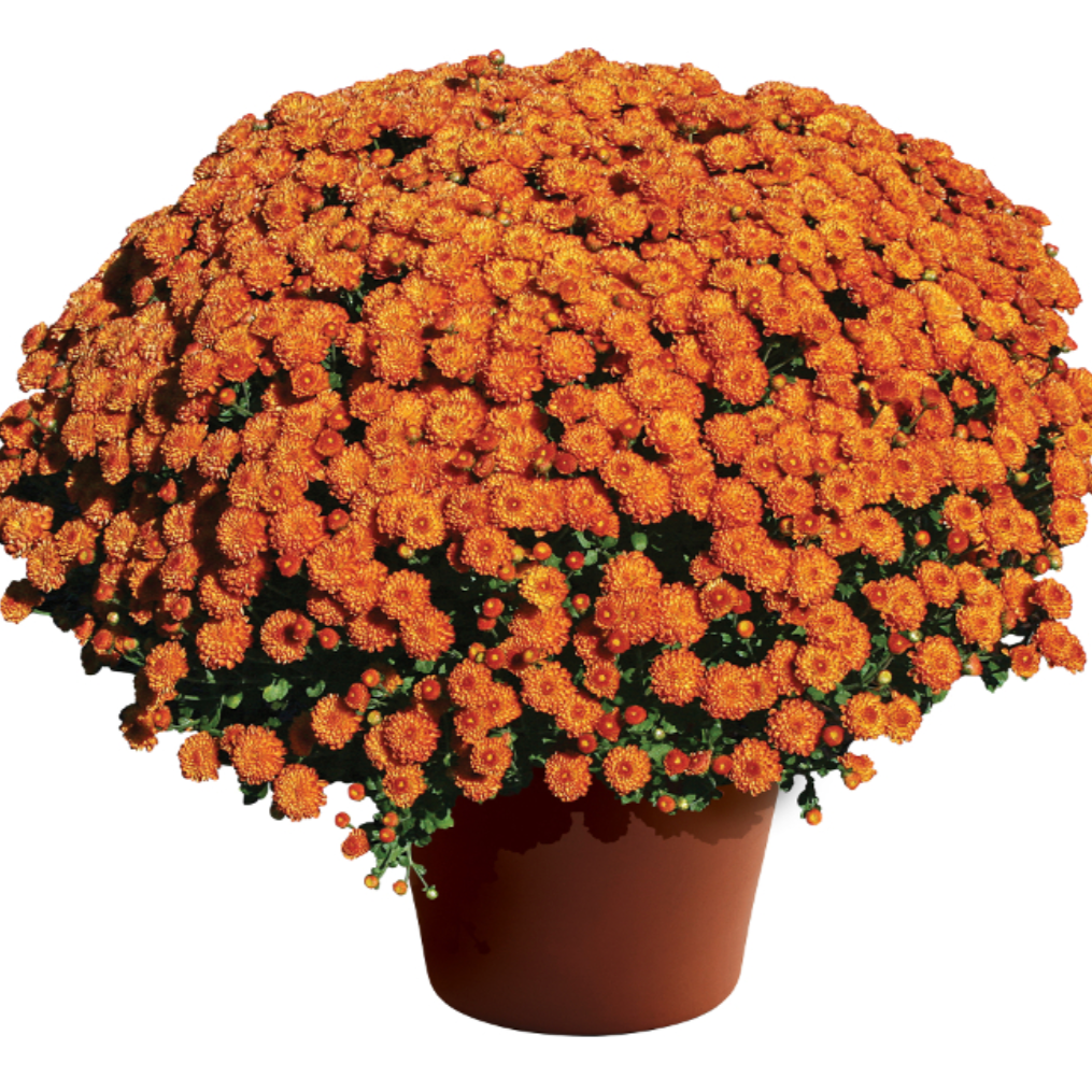 10" Potted Mum - 6 color options-Seasonal Decor-Simple and Grand-Orange-Simple and Grand