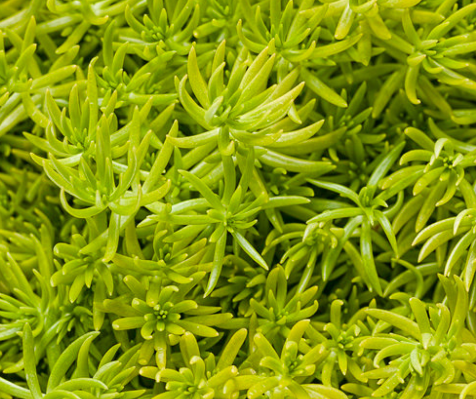 Sedum - Lemon Coral