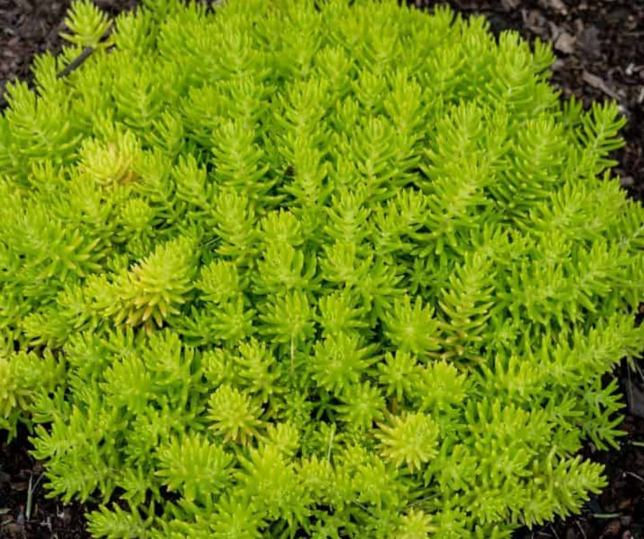 Sedum - PW