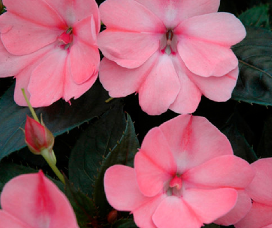 SunPatiens