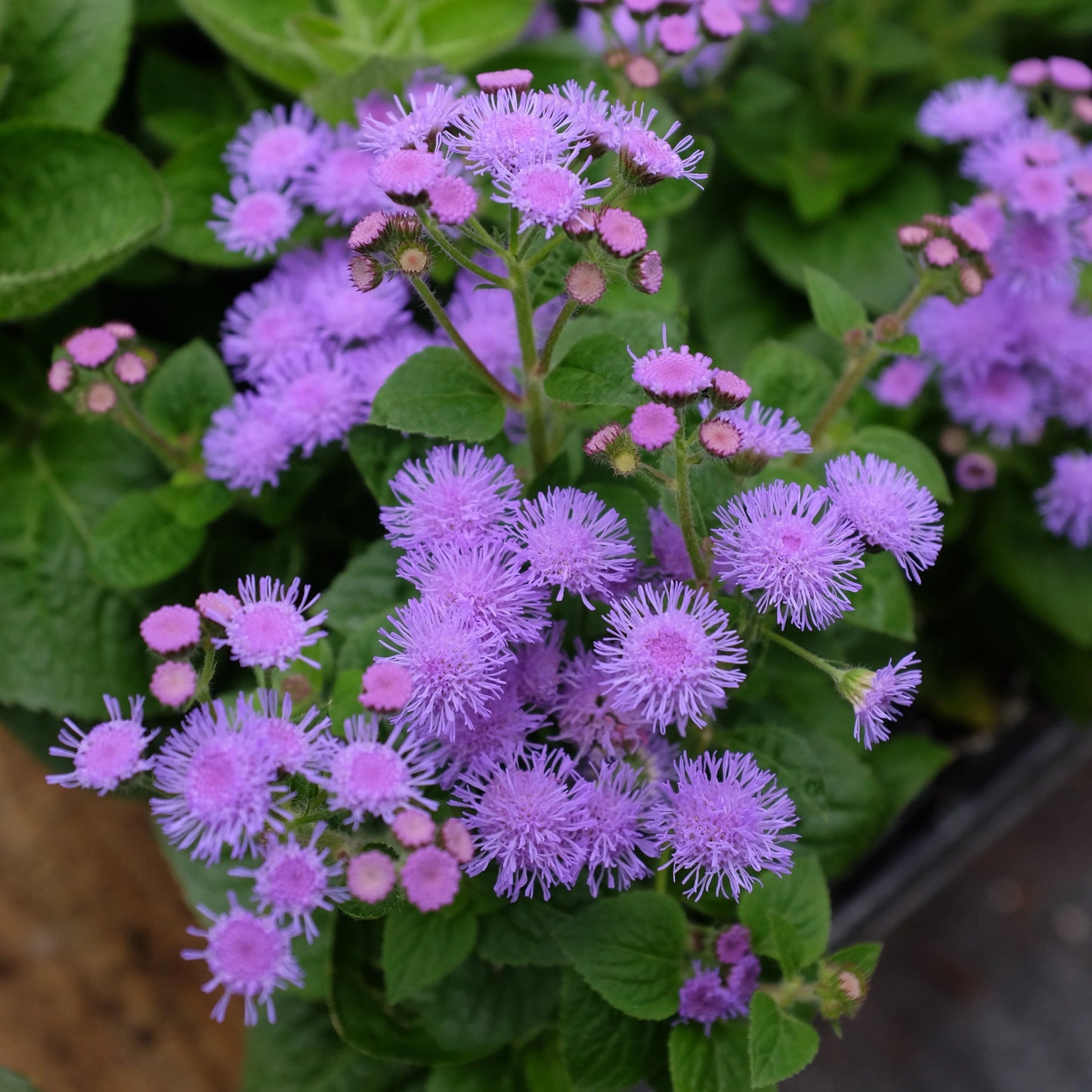 Ageratum - PW