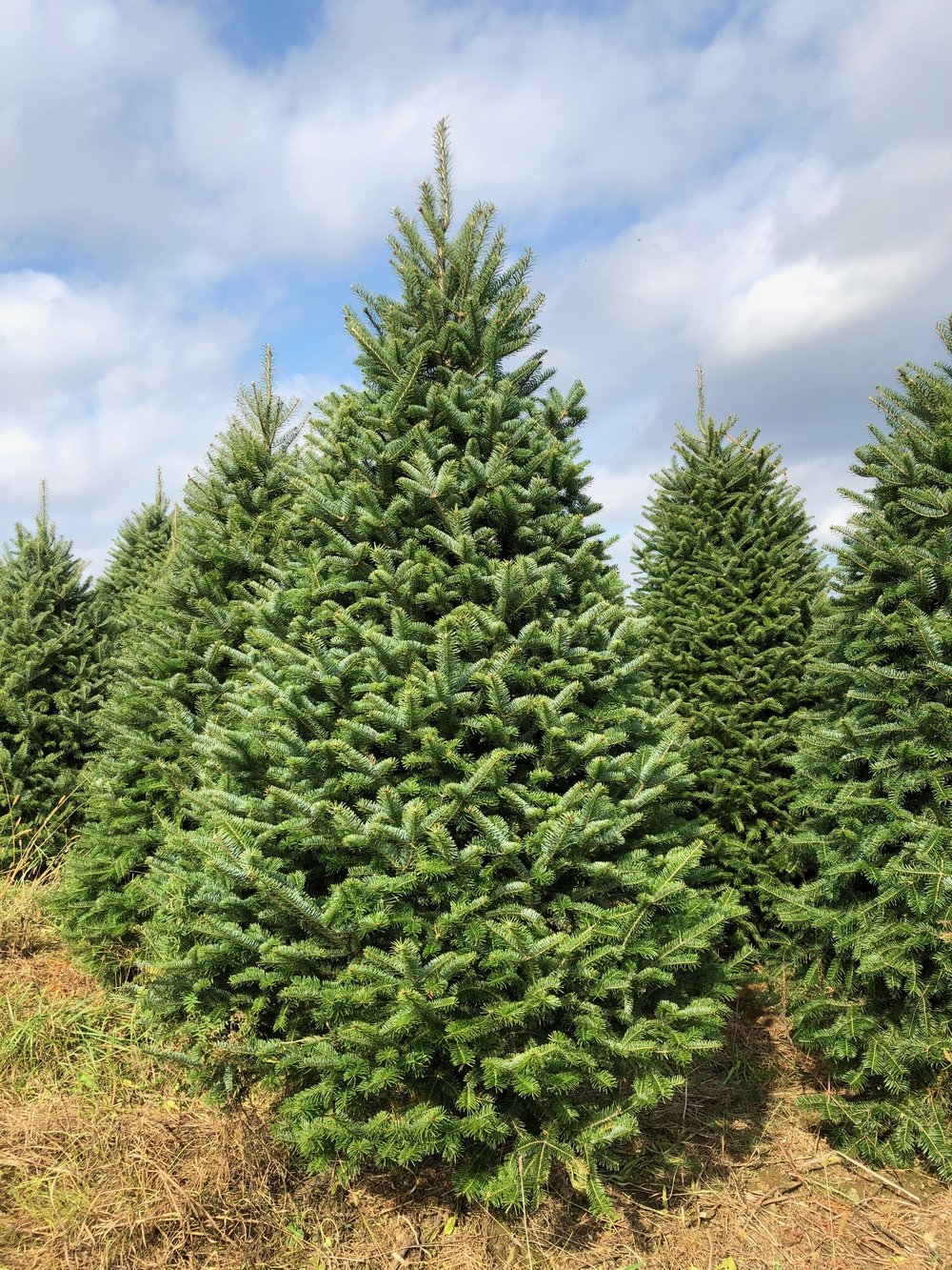 Fraser Fir Christmas Tree-Christmas Trees-Christmas Delivered