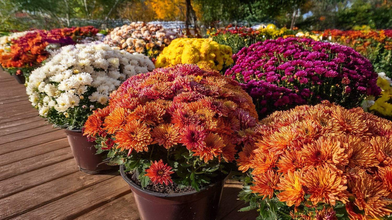 Fall Decor
