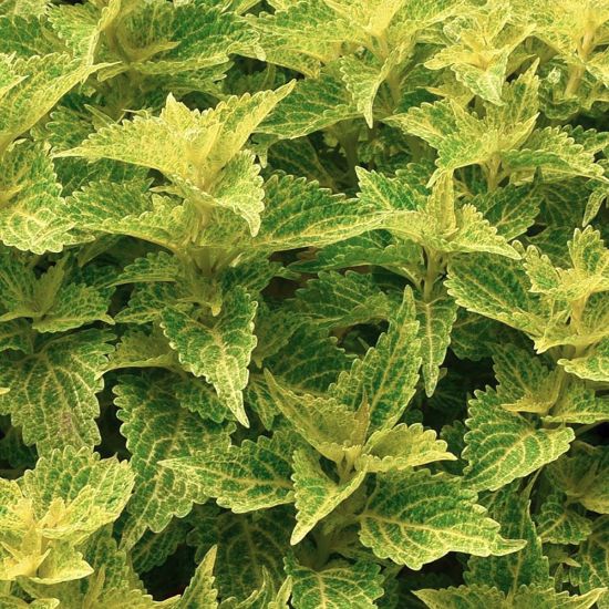 Coleus Medium