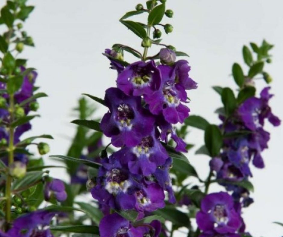 Angelonia annual in vibrant purple-blue shade called 'Big Blue', with clusters of delicate, orchid-like blooms, suitable for full sun or part sun, height range: 10-16 inches, spread: 10-12 inches.