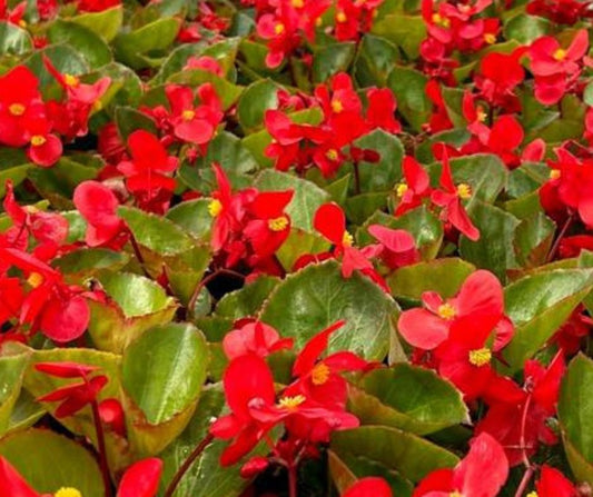 Begonia Big Series Whopper